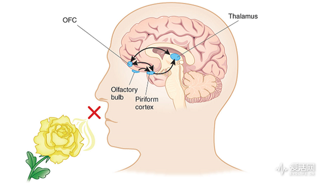 Olfactory_system