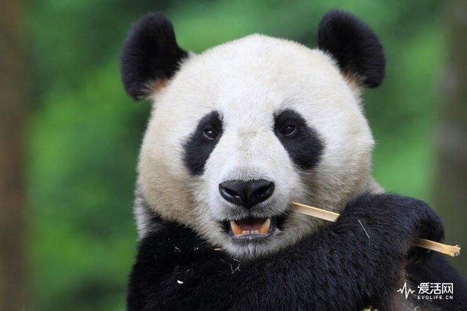 Panda-Photo-1024x682