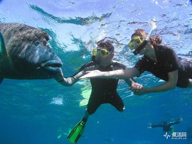 Great-Barrier-Reef-Snorkelling-with-Wally-the-Giant-Maori-Wrasse