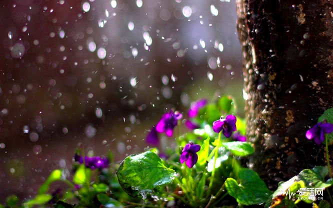 Spring-Rain-Wallpapers-rain-drops-flower-spring
