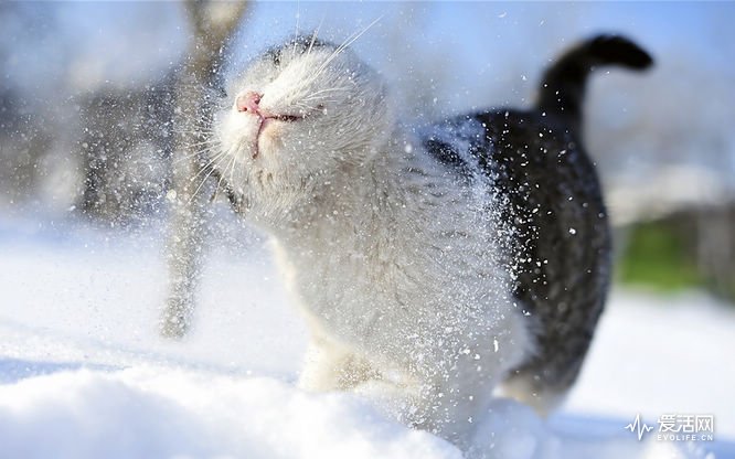 cat-play-snow