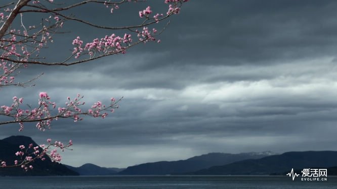 sakura-overcast-cloud-blurry-japan-650x366