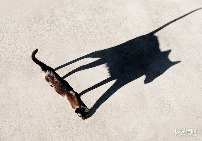 shadow-photography-tips-16
